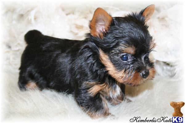 Yorkshire Terrier Puppies in TX