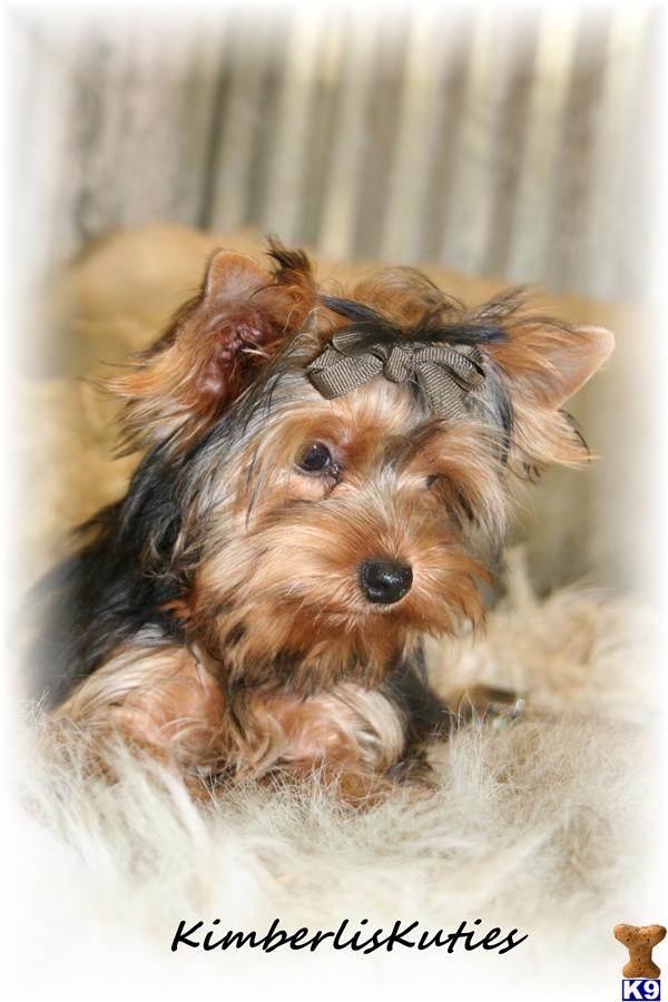 can yorkies eat chicken pitbull attack victim pictures best trainers in nj terriers for sale can yorkies eat chicken pitbull attack victim pictures best trainers in nj terriers for sale