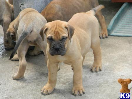Bullmastiff Puppies