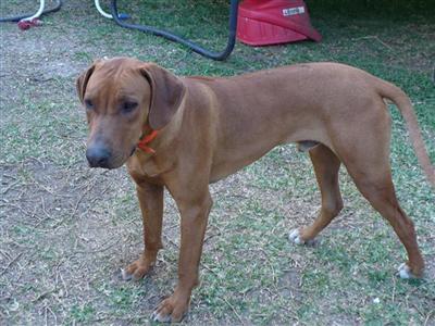 Stud Dogs - Rhodesian Ridgeback