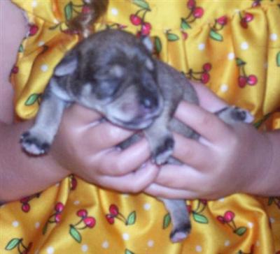 Puppies in IN