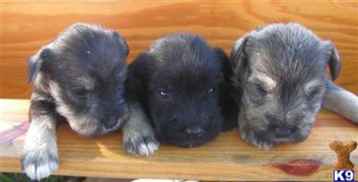 Puppies in IN