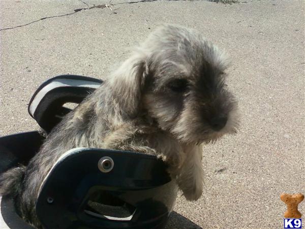Miniature Schnauzer Puppies