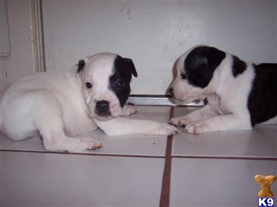 Staffordshire Bull Terrier Puppies for Sale