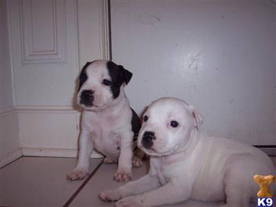 Staffordshire Bull Terrier Puppies for Sale