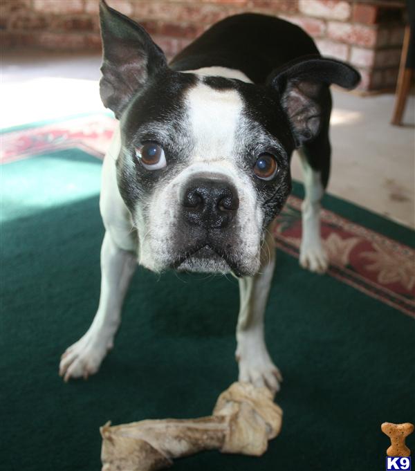 Stud Dogs - Boston Terrier