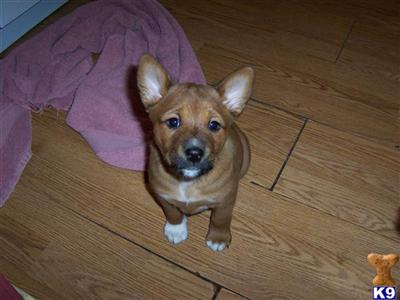 Basenji Puppies for Sale