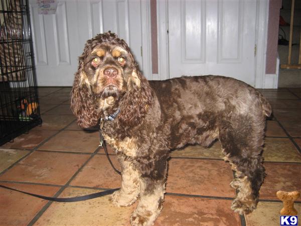 Stud Dogs - Cocker Spaniel