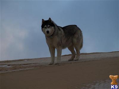 Stud Dogs - Siberian Husky