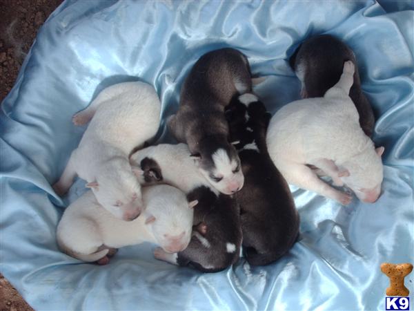 Puppies in Escondido