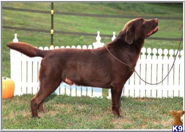 Stud Dogs in MD