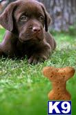 Puppies in MD