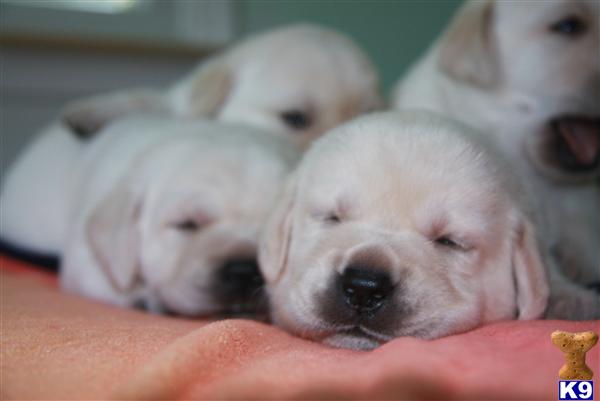 cheap puppies for sale in md shih tzu puppies for sale in maryland cheap cheap puppies for sale in md shih tzu puppies for sale in maryland cheap