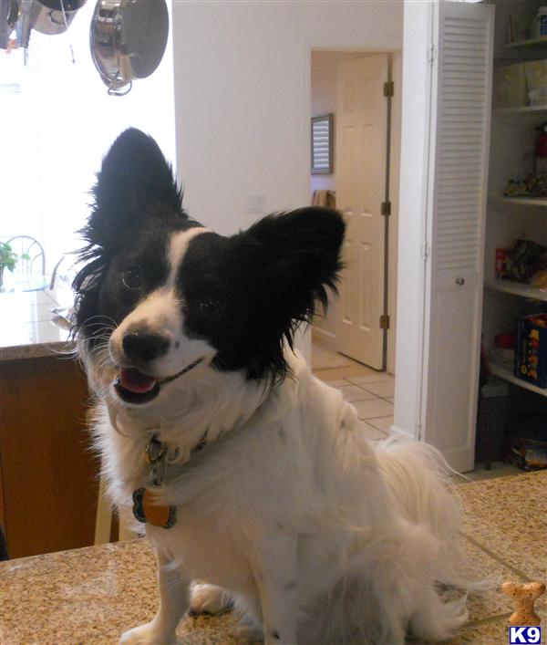 Stud Dogs - Papillon