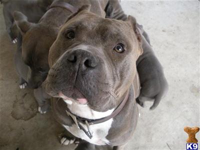 Stud Dogs in CA