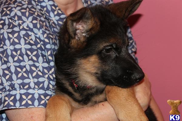 Puppies in Simi valley