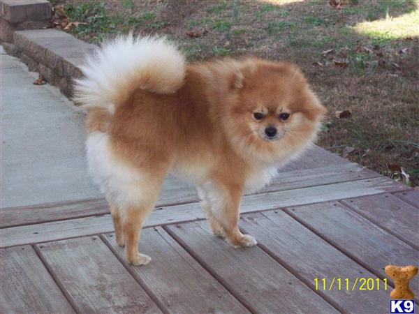Pomeranian Dotson
