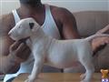 Bull Terrier