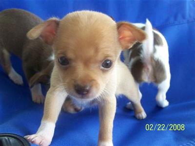 Puppies in MD