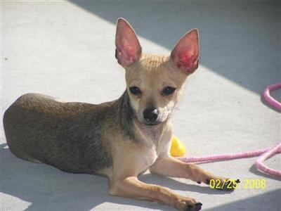 Dogs for Sale in MD