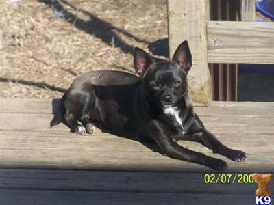 Dogs for Sale in MD
