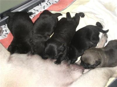 Pug Puppies in FL