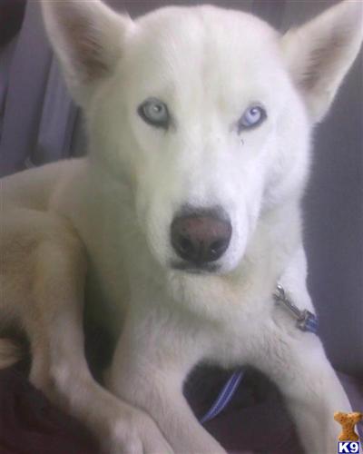 Dogs for Sale in CA