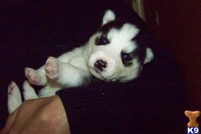 Puppies in IL