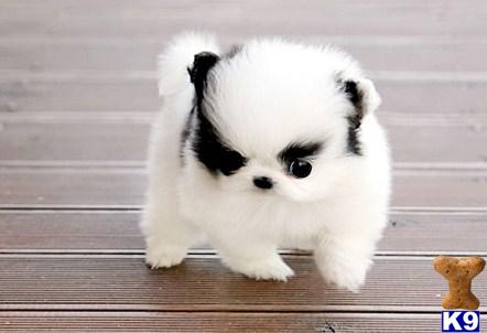 pomeranian puppy for sale in pa teacup pomeranian puppies for sale in pa quotes pomeranian puppy for sale in pa teacup pomeranian puppies for sale in pa quotes