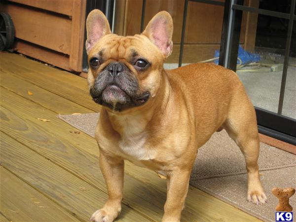 Stud Dogs - French Bulldog