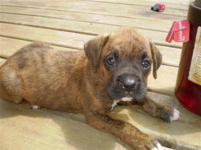 Puppies in IA