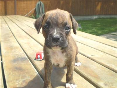 Puppies in IA