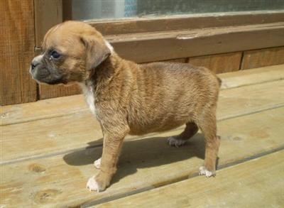 Puppies in IA