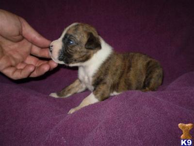 Puppies in IA