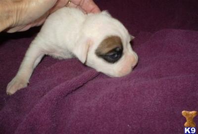 Puppies in IA