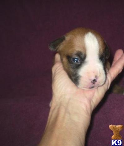 Puppies in IA
