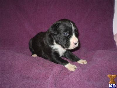 Puppies in IA