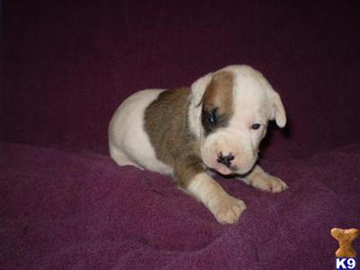 Puppies in IA