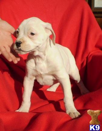 Puppies in IA