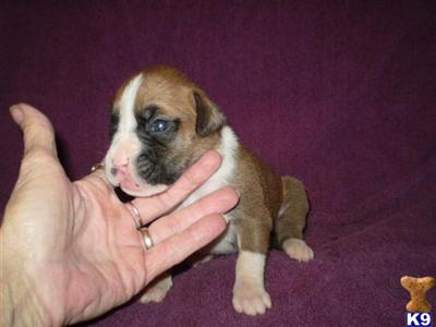 Puppies in IA
