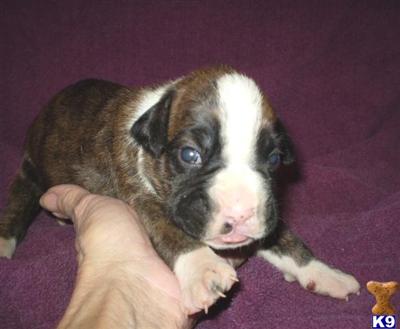 Puppies in IA