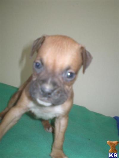 Puppies in Grand river