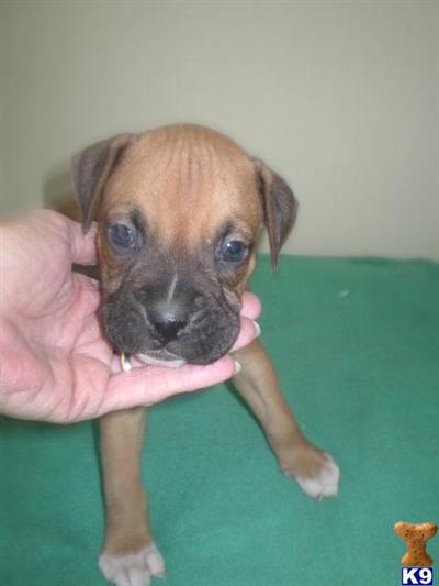Puppies in Grand river