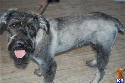 Giant Schnauzer Puppies for Sale