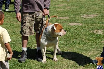 Stud Dogs in CA