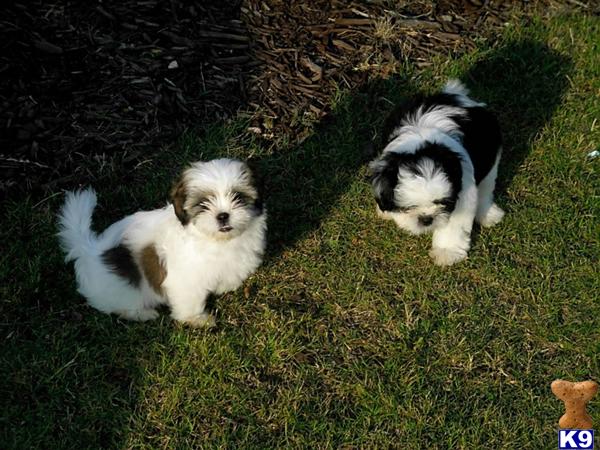 Shih+tzu+puppies+for+sale+in+georgia