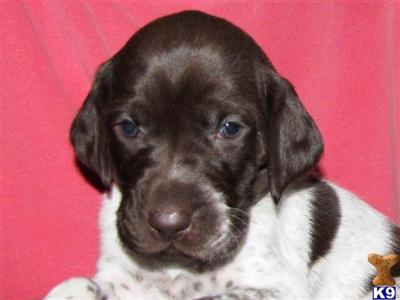 German Shorthaired Pointer Puppies for Sale