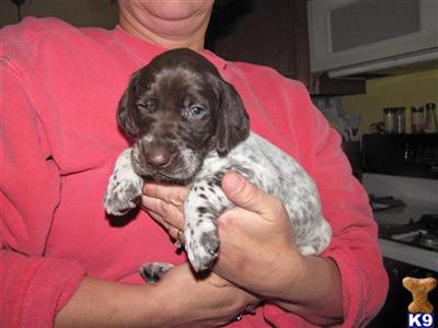 German Shorthaired Pointer Puppies for Sale