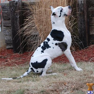 Stud Dogs - Great Dane