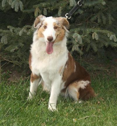 Dogs for Sale in CO